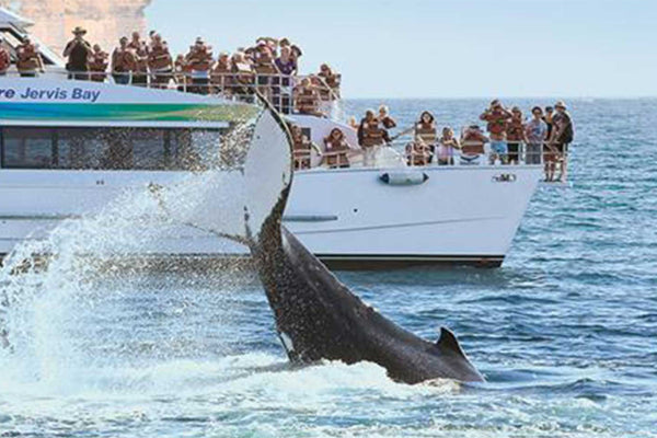 whale watching cruise in jervis bay